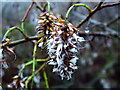 Close-up of Catkin