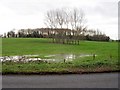 Towards Witpit Lane copse