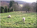SO5501 : Spring lambs with Cows Hill Wood in the distance by Gill  Stott