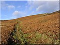 A hill track at Langhope