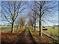 Tree-lined lane to Copsegrove Farm