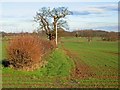 Farmland west of Shenton