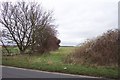 Oxfordshire hedgerow