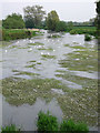 The Stour at Crawford Bridge