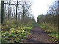 Track through Black Dog Woods