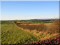 Hedge Near Barmoorhill Farm