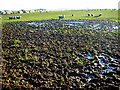 Muddy Field and Sheep Near Tarbolton