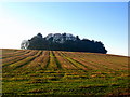 Trees Atop Raith Hill