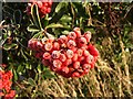 Frosted Berries