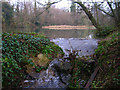 TQ0519 : Pond near New Place by Simon Carey