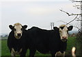 Cattle at Aden Farm