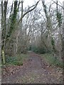 Woodland path near Holt Heath