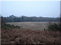 Open land on Holt Heath