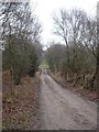 Track to Crooked Withies on Holt Heath