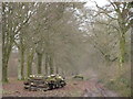 Wooded Avenue in Greatstone Coppice