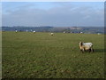 ST8092 : Sheep in a field to the west of Boxwell by Philip Halling