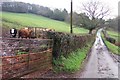 Beef cattle by the lane