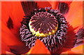 Y Pabi Coch Dwyreiniol/Oriental Poppy