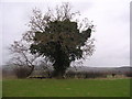 Pastureland and distinctive tree above the Wye Valley