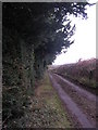 Ancient yew hedgerow on Coxbury and Wyegate Lane