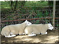 sheep may safely doze, footpath near Bablock Hythe