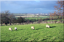 SE9819 : Sheep Grazing near the Horkstow Road by David Wright