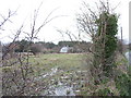 Water-logged field adjoining the forest