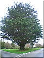 Tree at the "square" in Tregongon