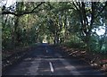 Tree covered lane.