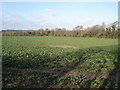 SU0310 : Farmland near Wimborne Lodge by Toby