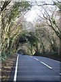 Road between The Drive Plantation and Bone Acre Copse