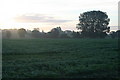 Farmland in Early Morning Mist