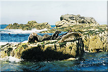 SV8306 : Scilly seals by Roger Cornfoot