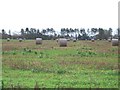 Farmland with straw rolls waiting collection.