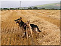 Ballyfatten Barley Field Guards