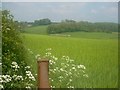 Field Near Maperton, Walled Garden in Distance