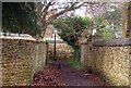 Cat in The Croft, Old Headington