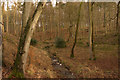 SP5102 : Stream in Bagley Wood. by Chris Drew