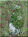 Cup Marked Stone, Lundin Farm