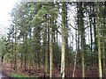 Stand of trees close to parking area, Wytham