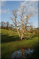 Dead Tree, Buckland Burn