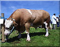 Waiting for the judging  at  Fishguard show