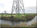 Sheep grazing under a pylon near Richborough Farm.