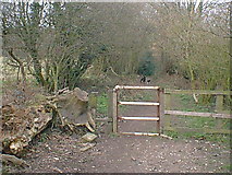 SK3865 : Tupton Wood Entrance from Martins Lane by Alan Heardman