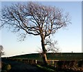 Tree and country scene