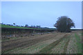 Roadside copse south of South Flobbets.