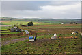 Pig farming by Banks Farm.