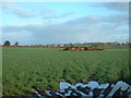 Farmland near Tetchill