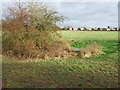 Field with pond near Mickleover