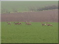 Roe deer moving on